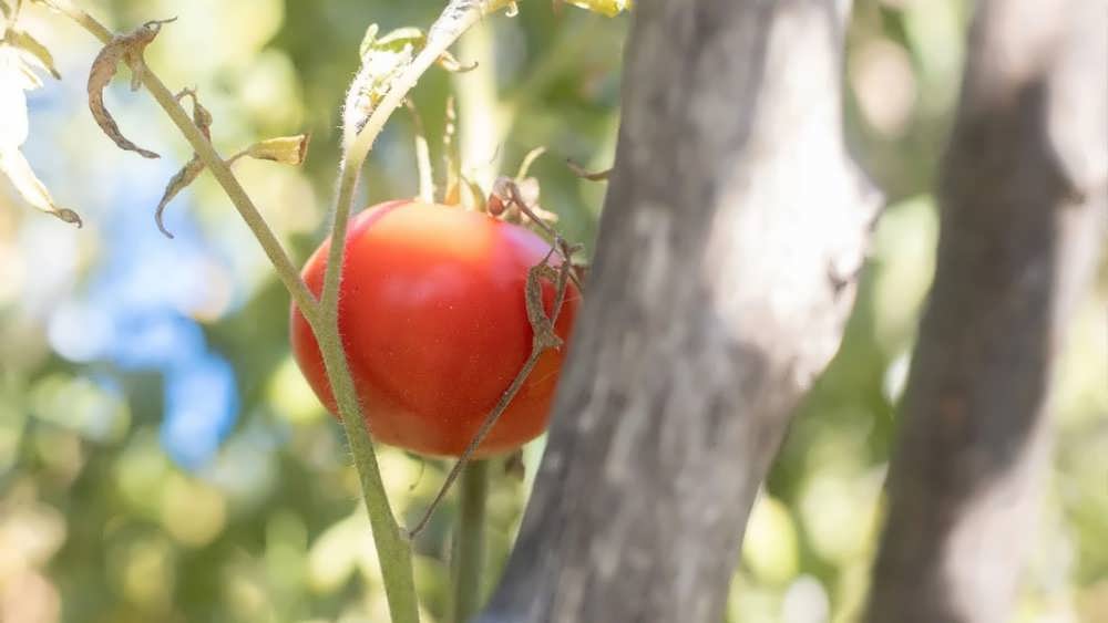 گوجه فرنگی رسیده روی بوته