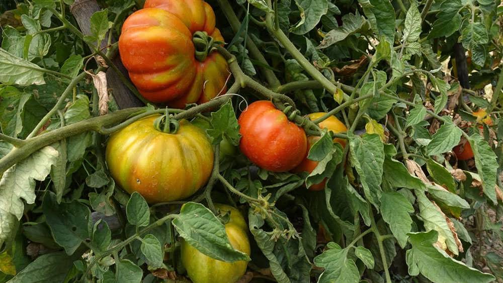 گوجه های گوشتی در حال رسیدن