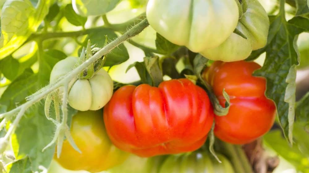 گوجه فرنگی های وارایتی بومی در حال رسیدن