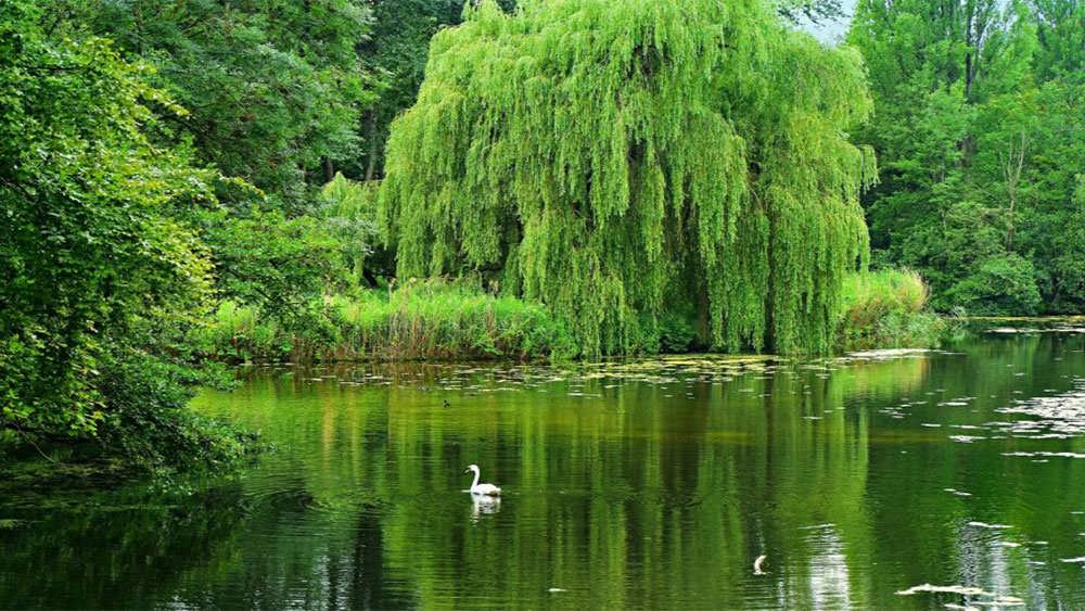 بید کنار رودخانه