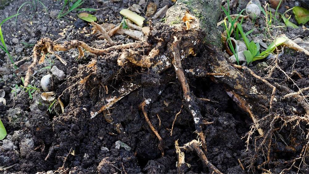 پوسیدگی ریشه