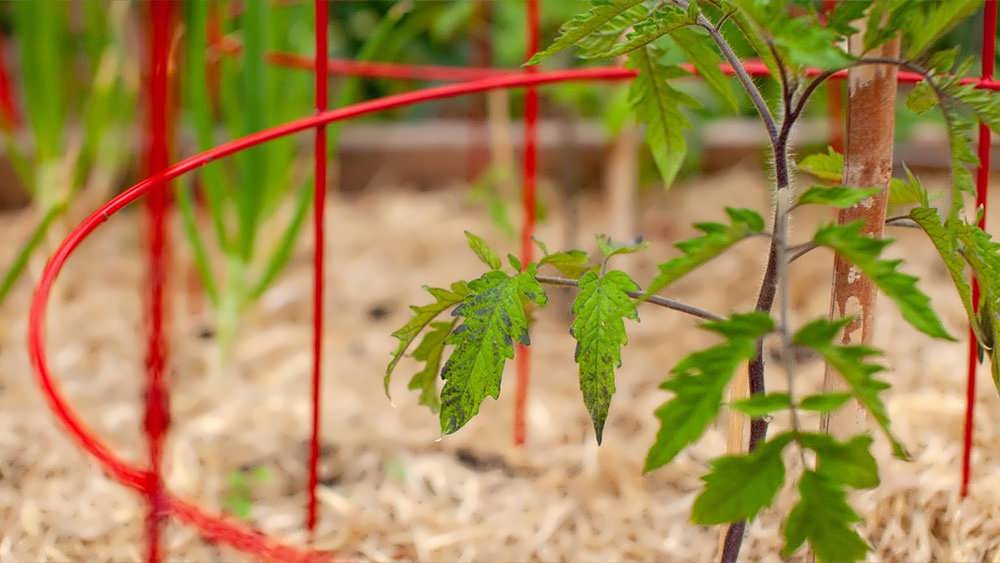 قیم گوجه فرنگی