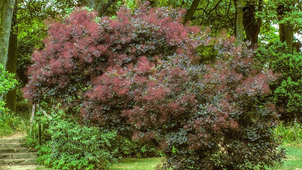 برگ ها و گل آذین درخت پر