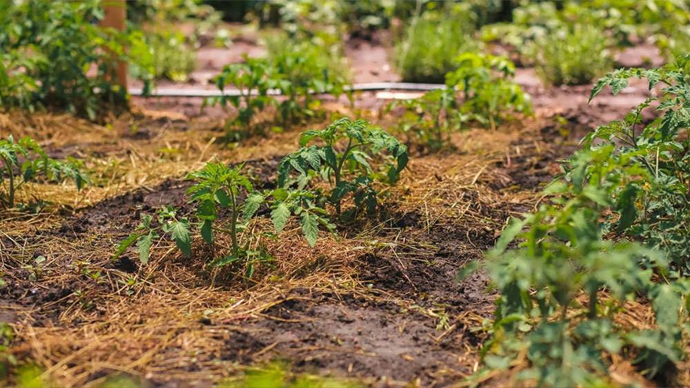 مالچ پاشی کاه برای بوته های گوجه فرنگی