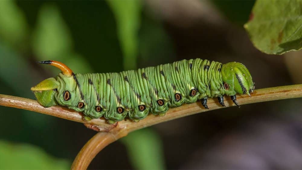 کرم شاخ دار گوجه فرنگی