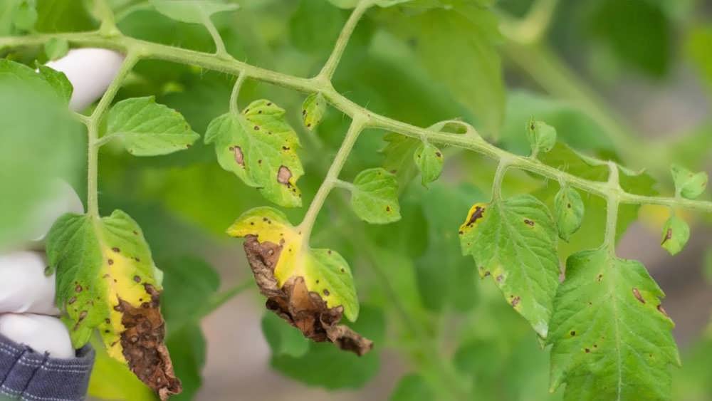 بلایت یا بادزدگی زودرس