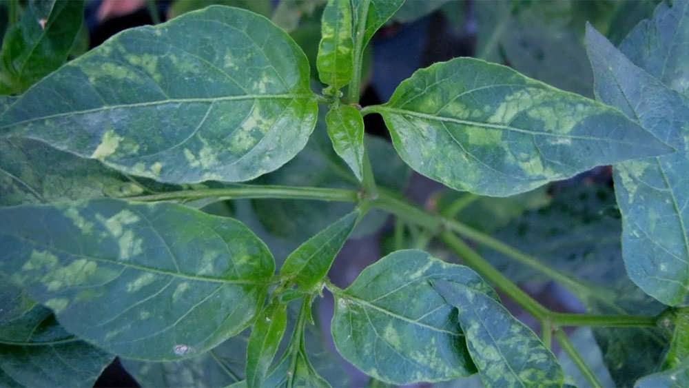 بیماری موزائیکی