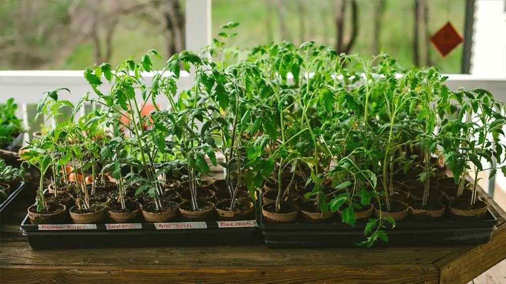 وارایته های مختلف نشای گوجه فرنگی