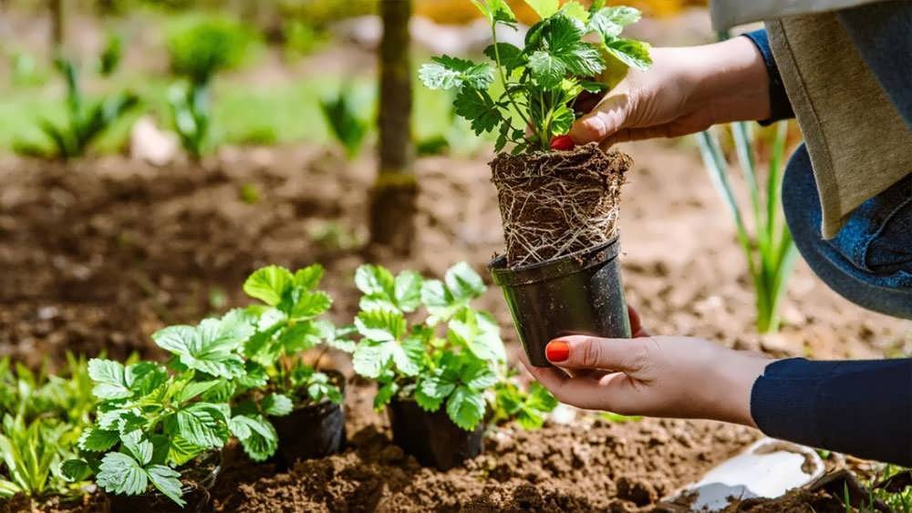 نشاکاری توت فرنگی