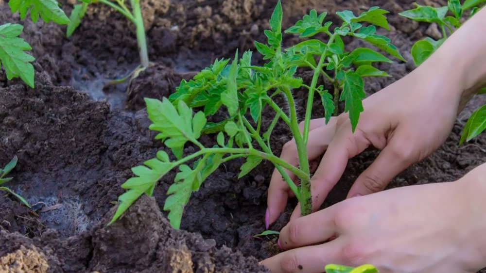 انتفال نشا گوجه فرنگی
