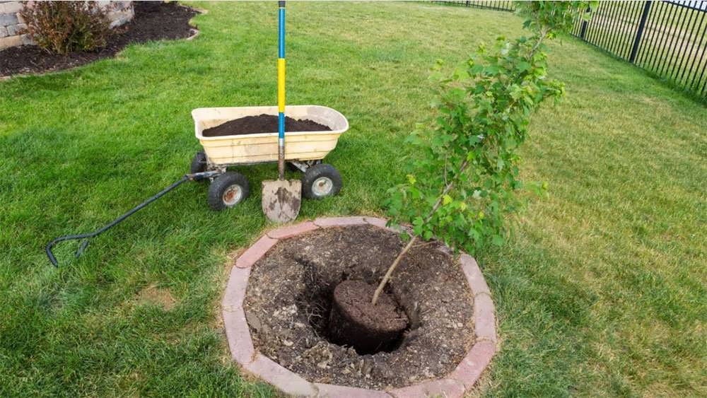 حمایت از درخت