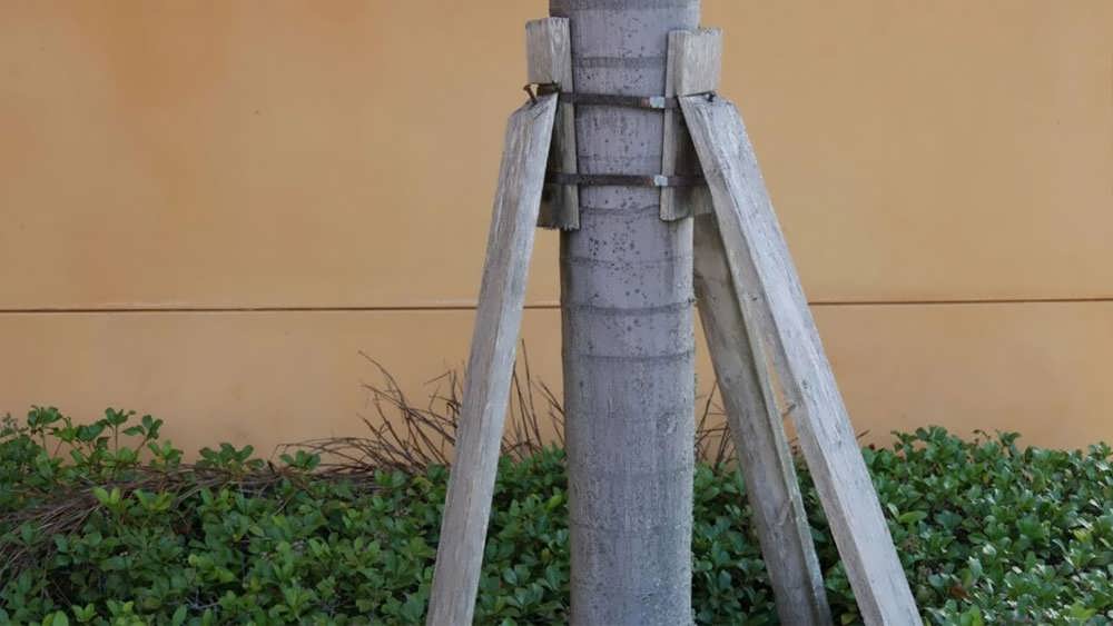 فرم دهی درخت