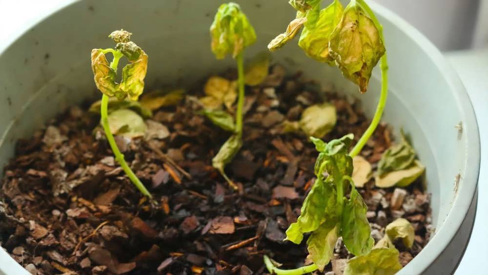 پژمردگی ورتیسیلیومی