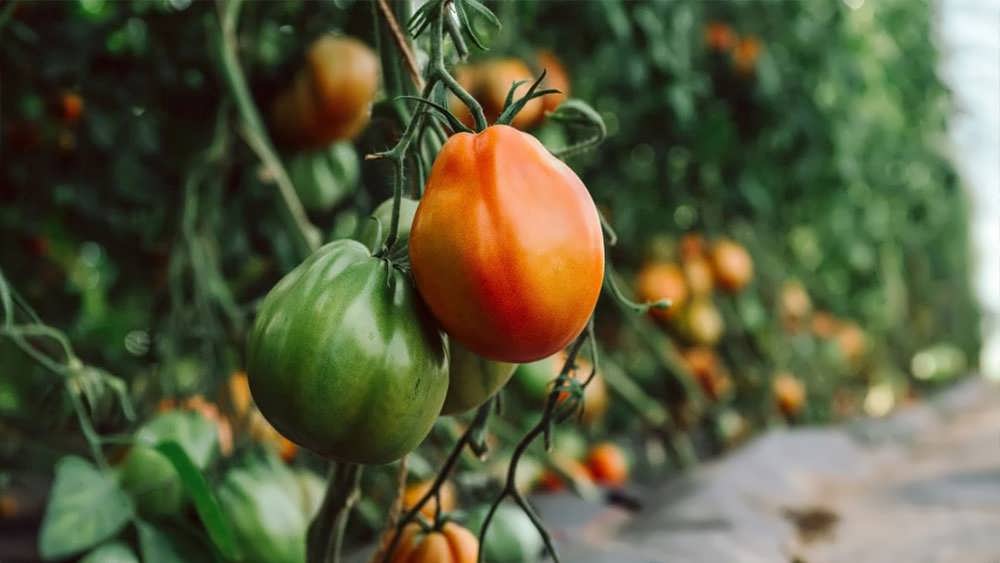 گوجه بیف استیک رسیده