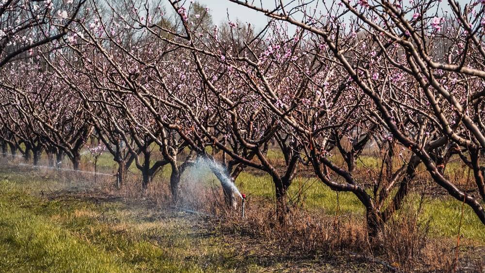 آبیاری و قیم گذاری