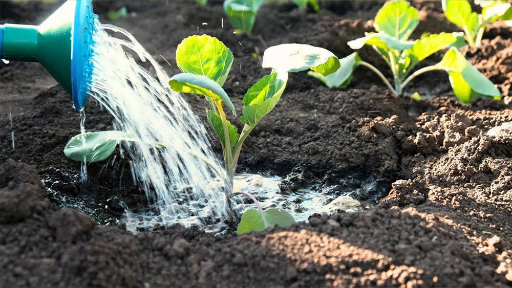 آبیاری نشاهای تازه کاشته شده