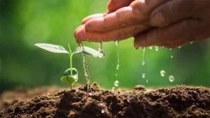 پس زمینه آبیاری درخت