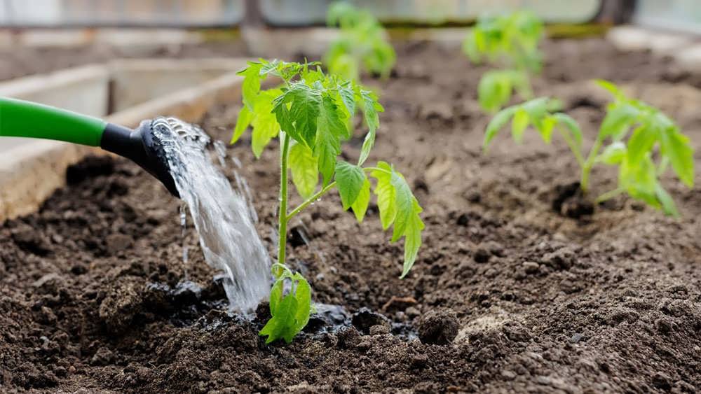 آبیاری نشاهای گوجه فرنگی