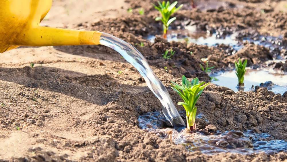 آبیاری نشاهای کلم