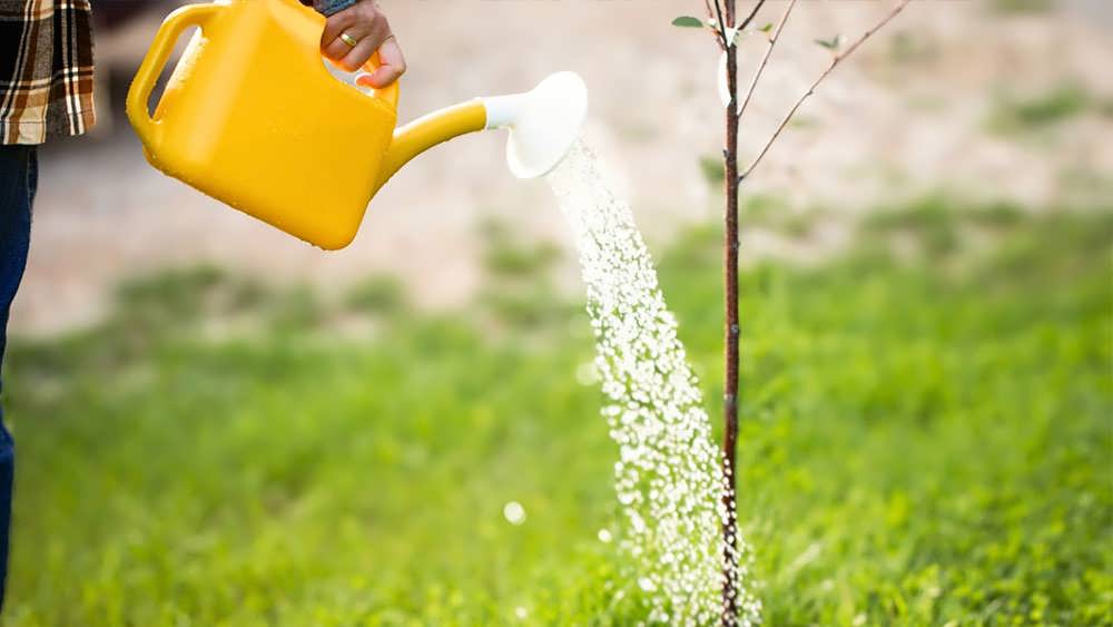 آبیاری درخت با آبپاش