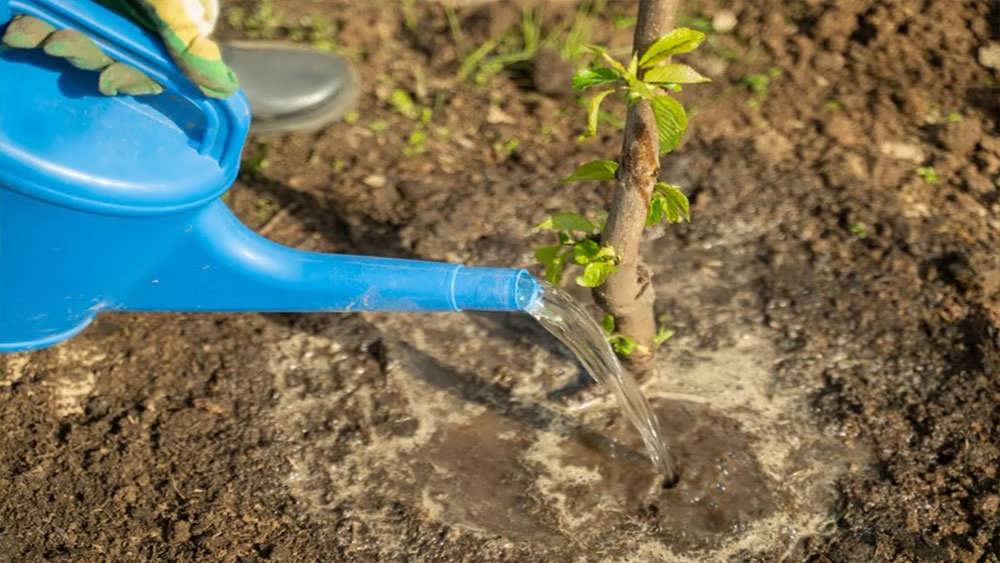 آبیاری درخت جوان