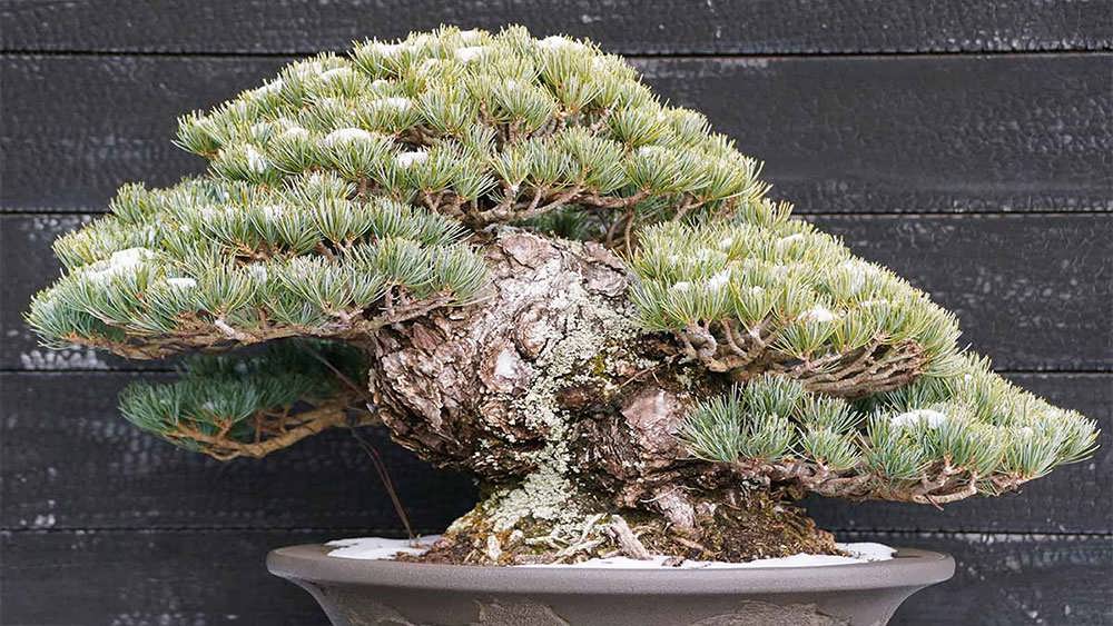 بونسای کاج سفید