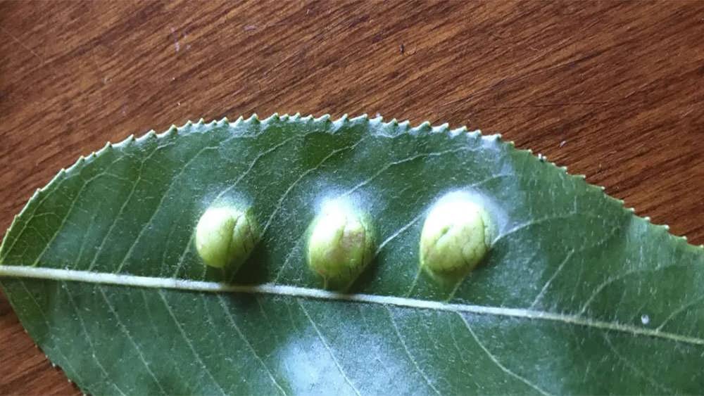 لکه برگی بید