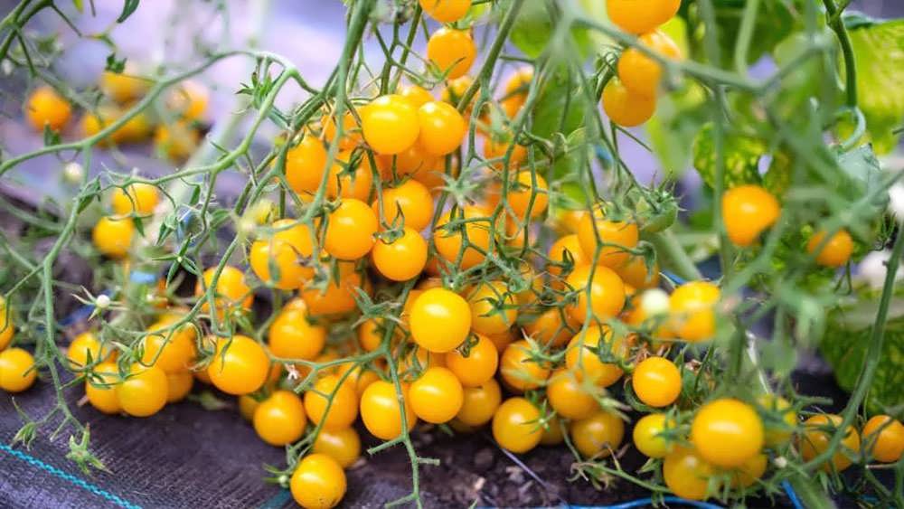 گوجه فرنگی گیلاسی زرد