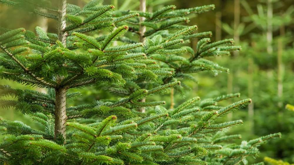 شاخه های جوان