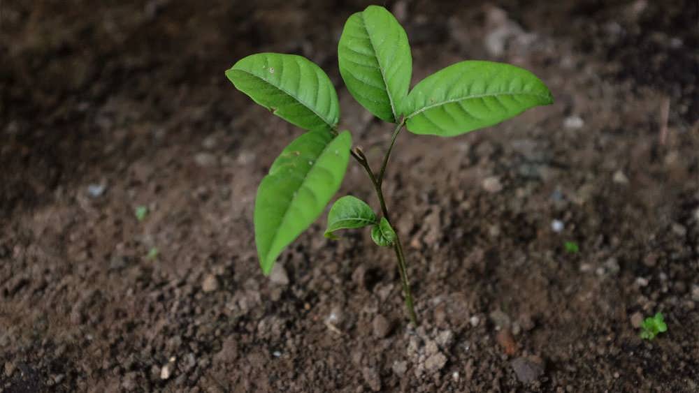 نشا رامبوتان