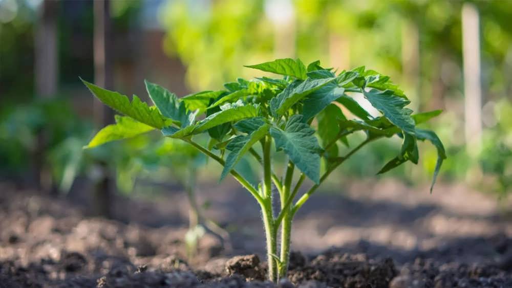 نشا گوجه فرنگی