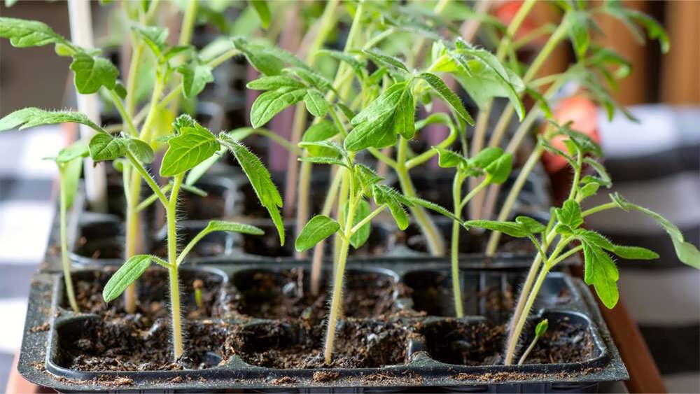 نشاهای جوان گوجه فرنگی