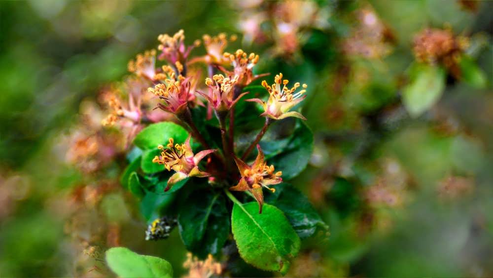 درخت سیب پس از ریزش گلبرگ های گل