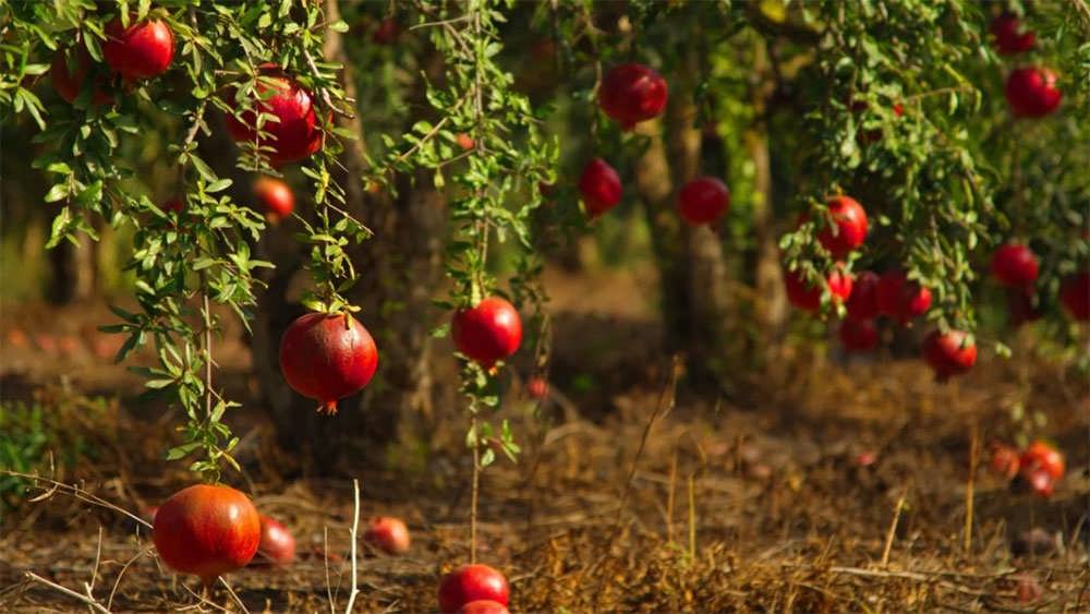 انارهای رسیده و بزرگ