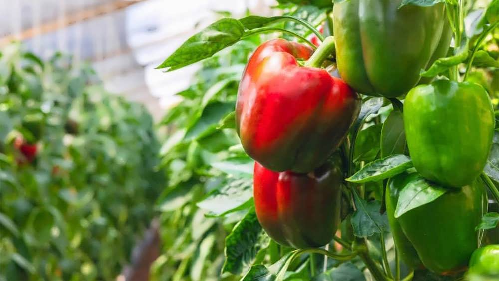 برداشت نکردن