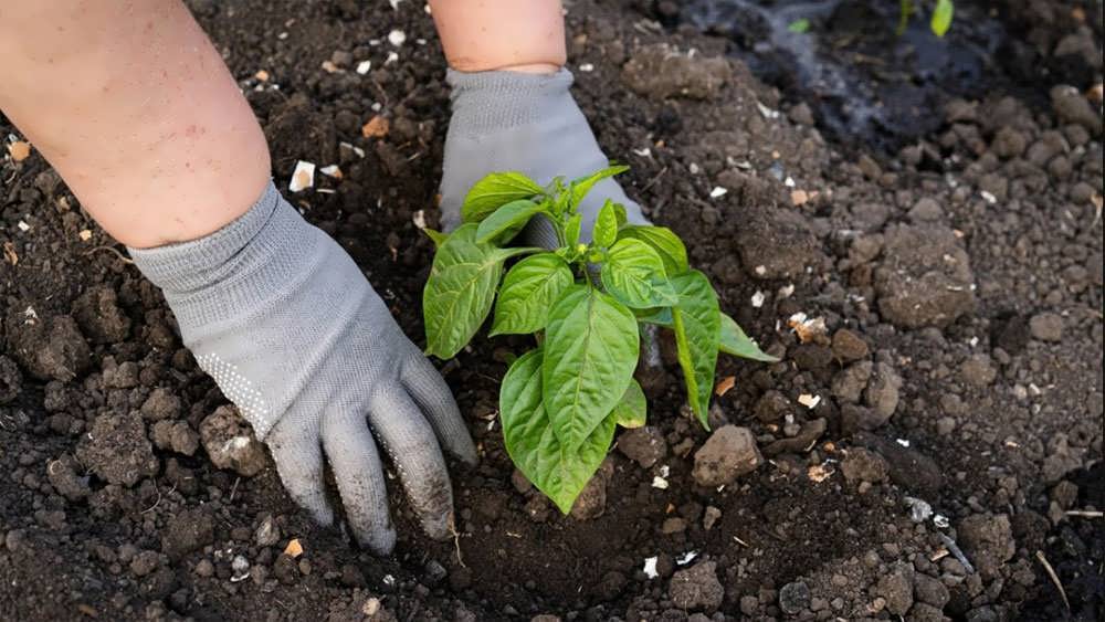 کاشت در هوای بیش از حد سرد