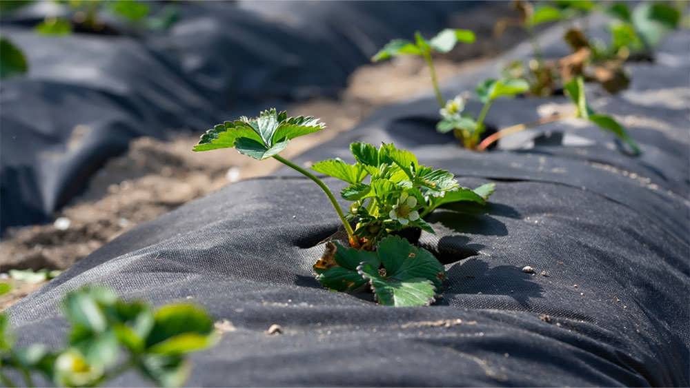 کاشت توت فرنگی زیر فویل مالچ