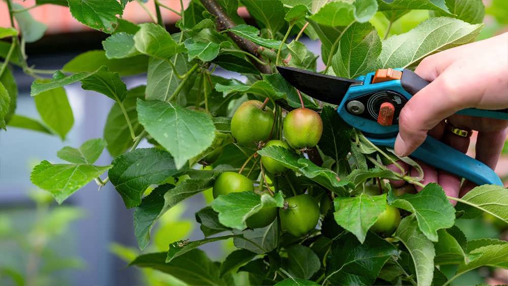 تنک کردن سیب ها