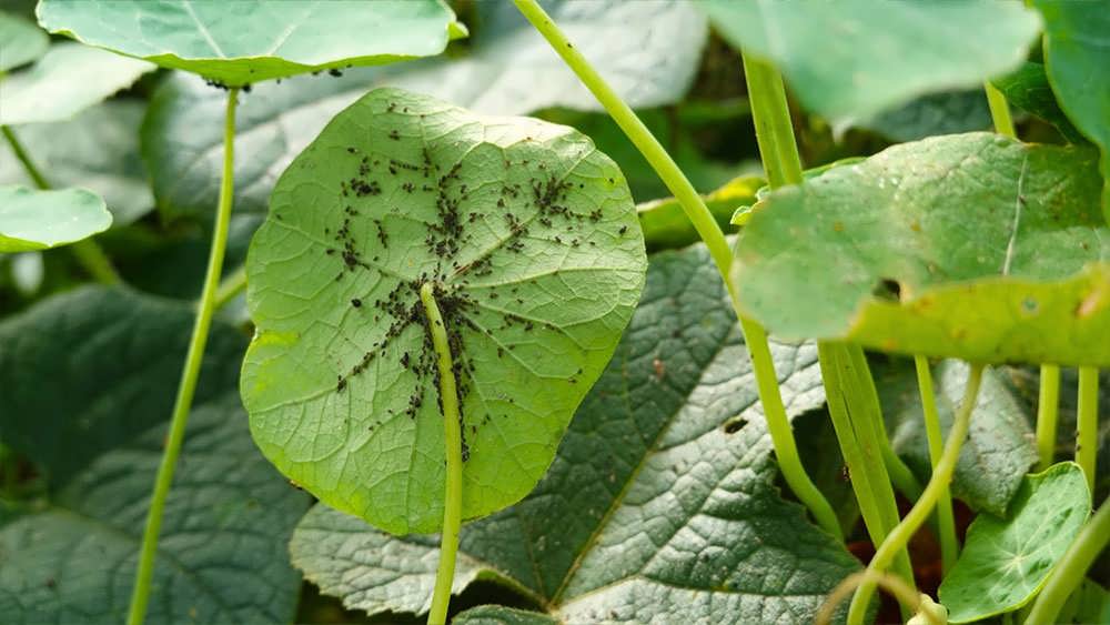 تله گیاه گل لادن