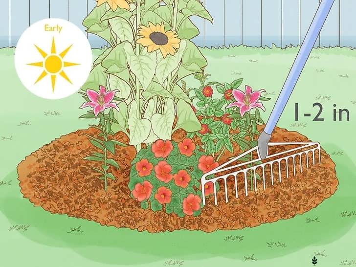 استفاده از مالچ در اوایل تابستان