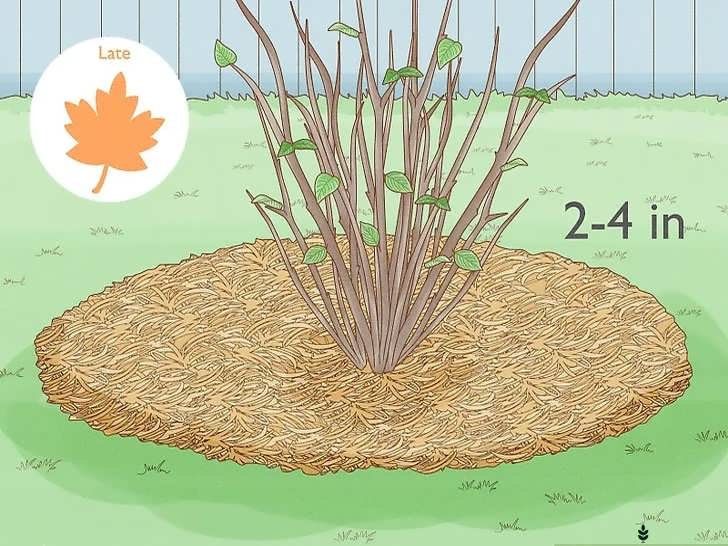 استفاده از مالچ زمستانه