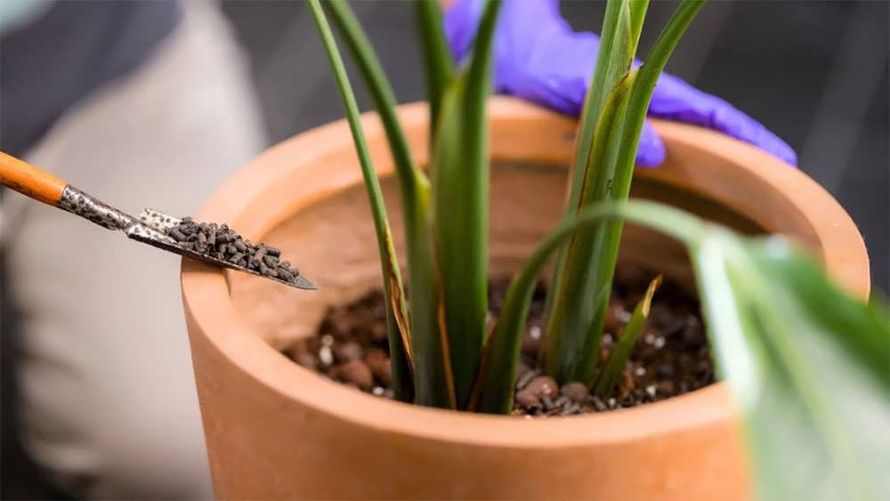 کوددهی به گلدان