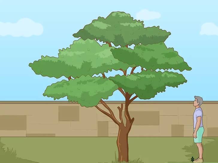 بررسی فرم کلی درخت