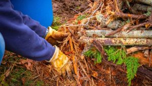 پس زمینه باغبانی باستانی