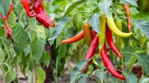 فلفل‌های تند رسیده و زیبا در بوته‌زار
