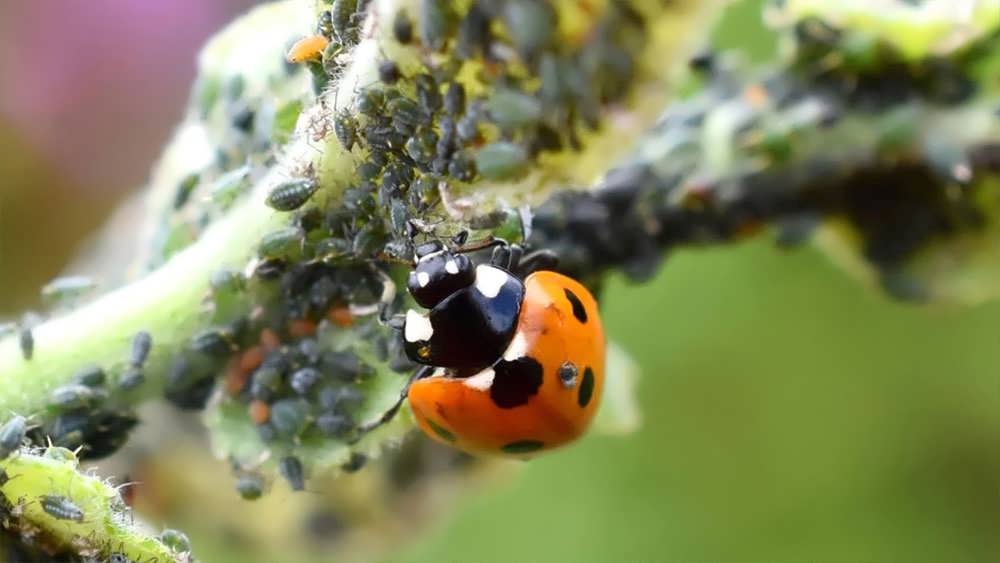 گیاهان مناسب برای جذب حشرات مفید