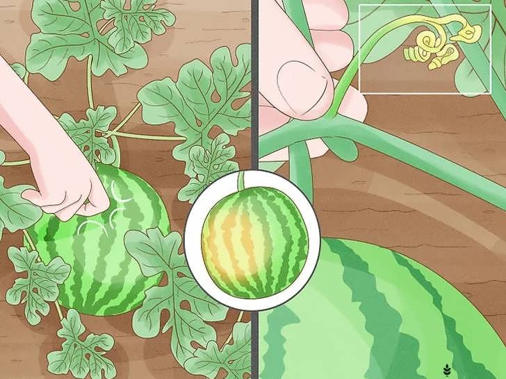 اطمینان از رسیدگی هندوانه