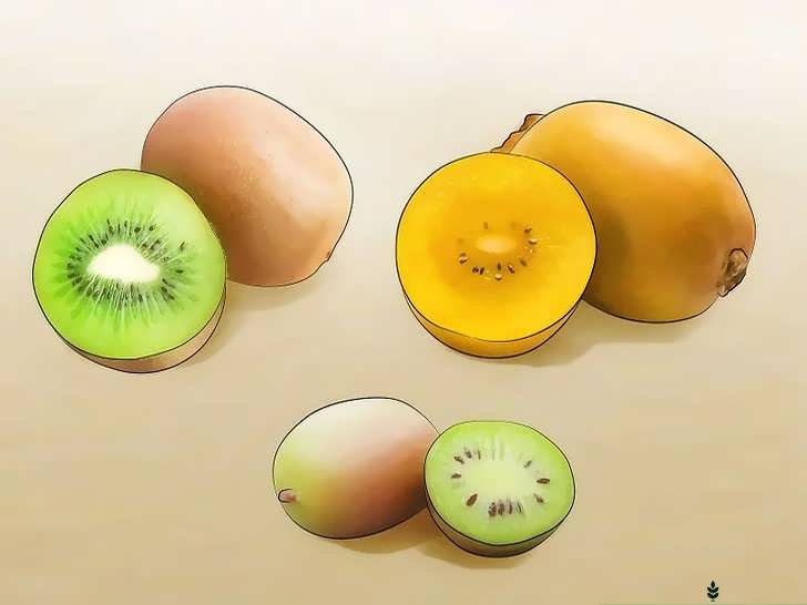 انتخاب نوع کیوی