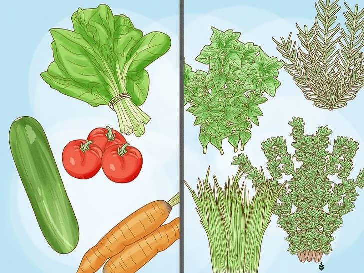 انتخاب گیاهانی که دوست دارید بخورید