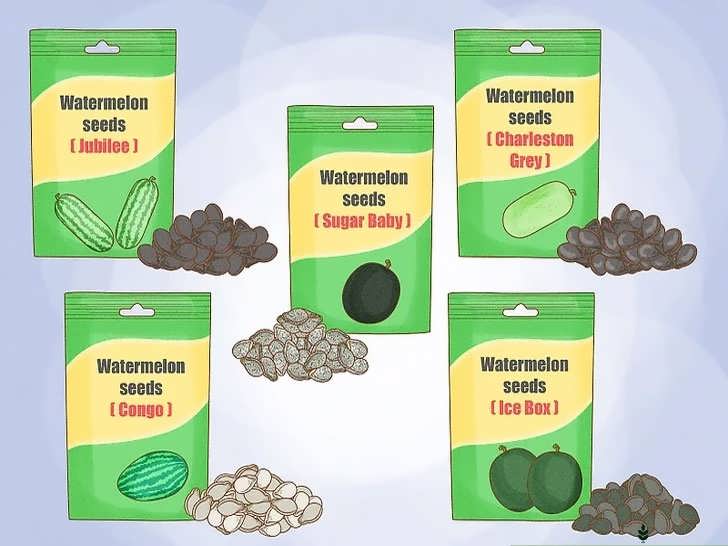 انتخاب رقم هندوانه